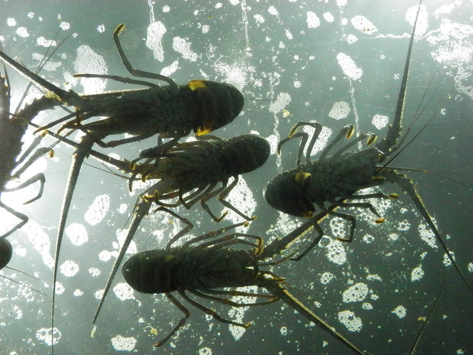 Lobsters close up from below