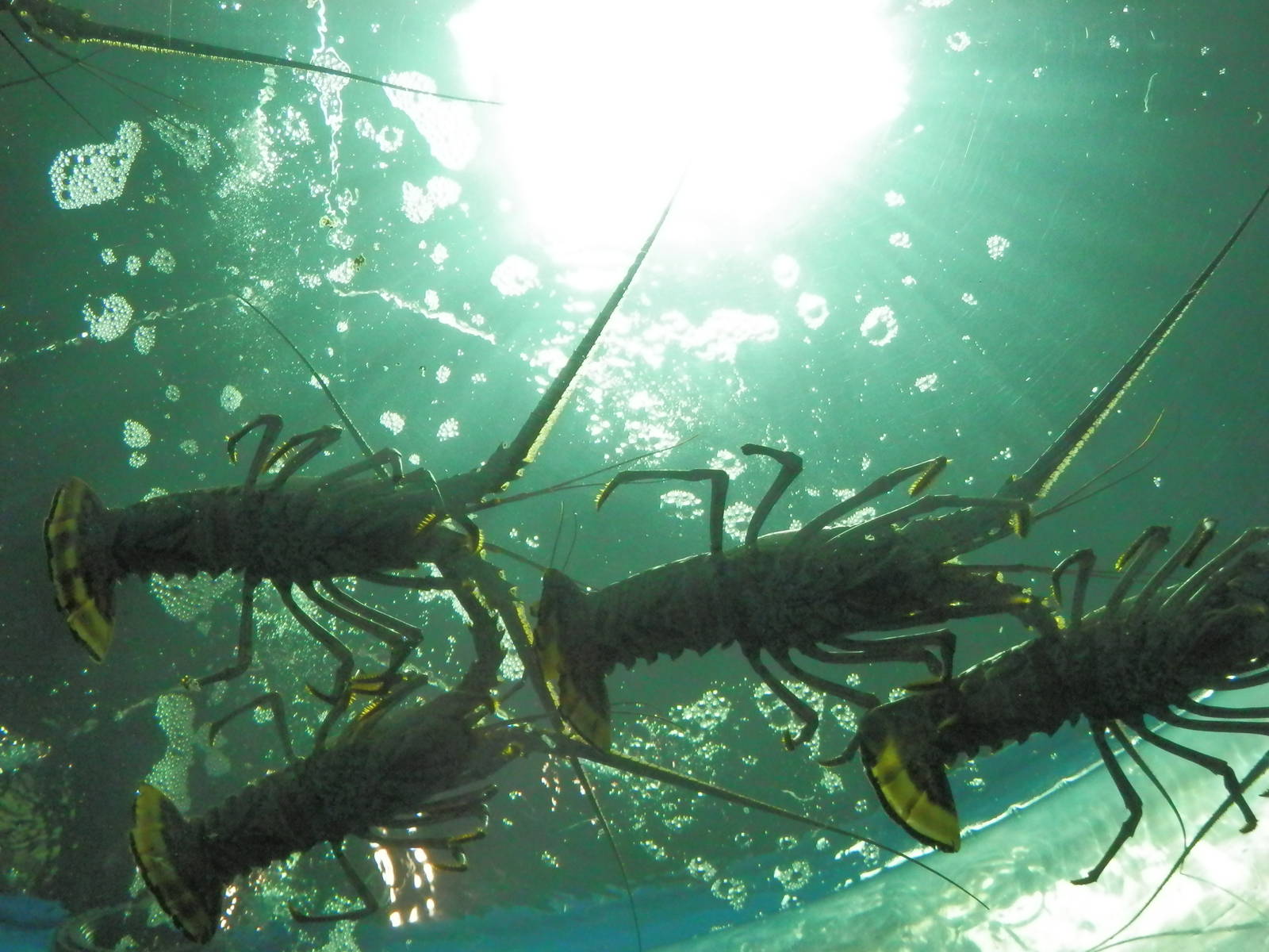 Lobsters from below