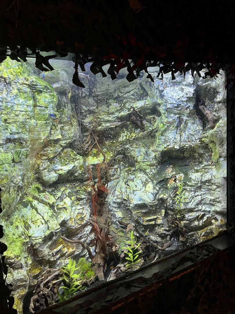 Local community fish tanks 8.7.24