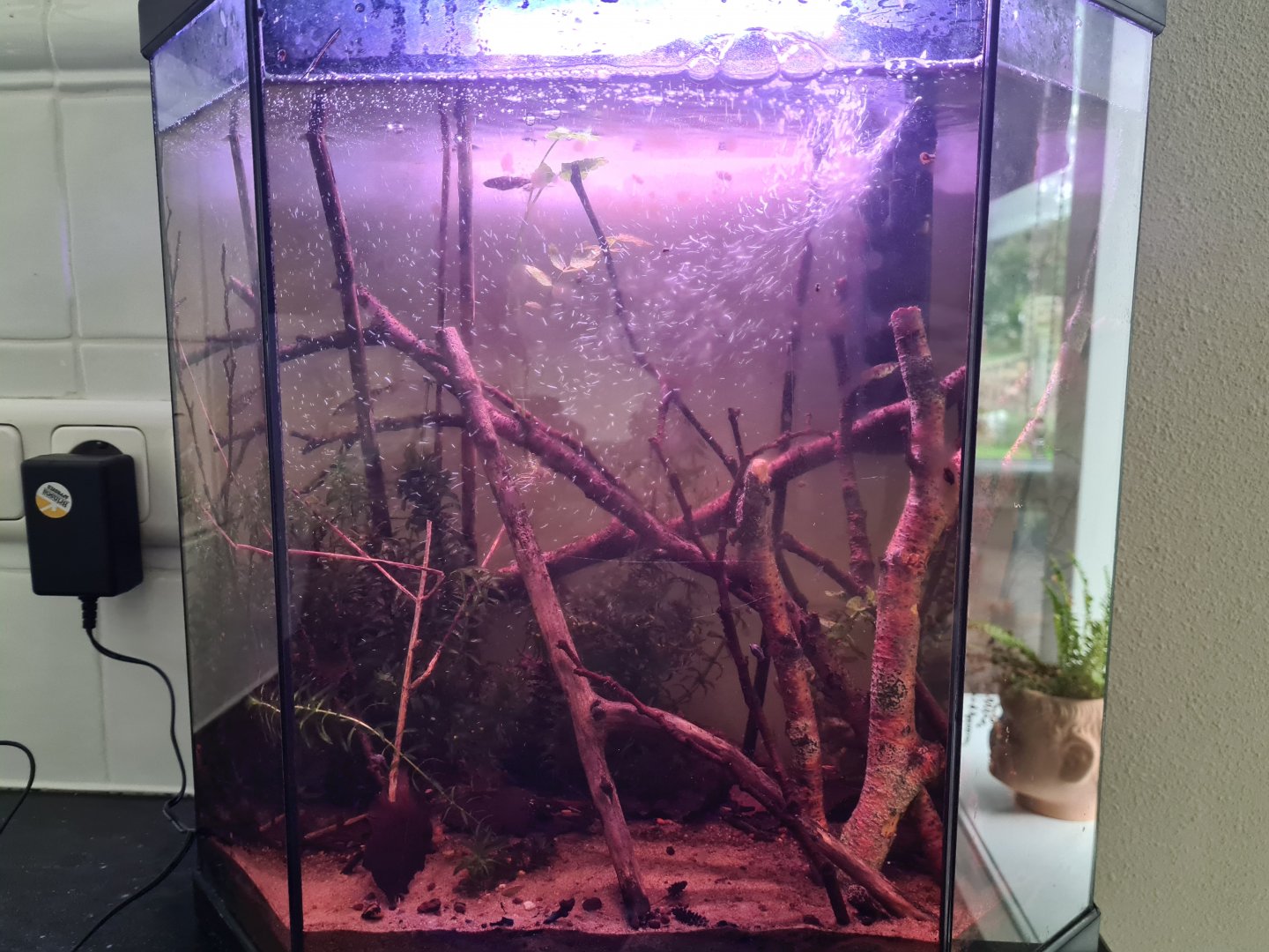 Local creek aquarium