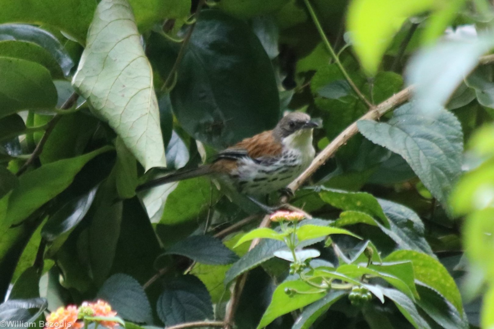 Local Endemic Grey-crowned Crocias - Da Tien