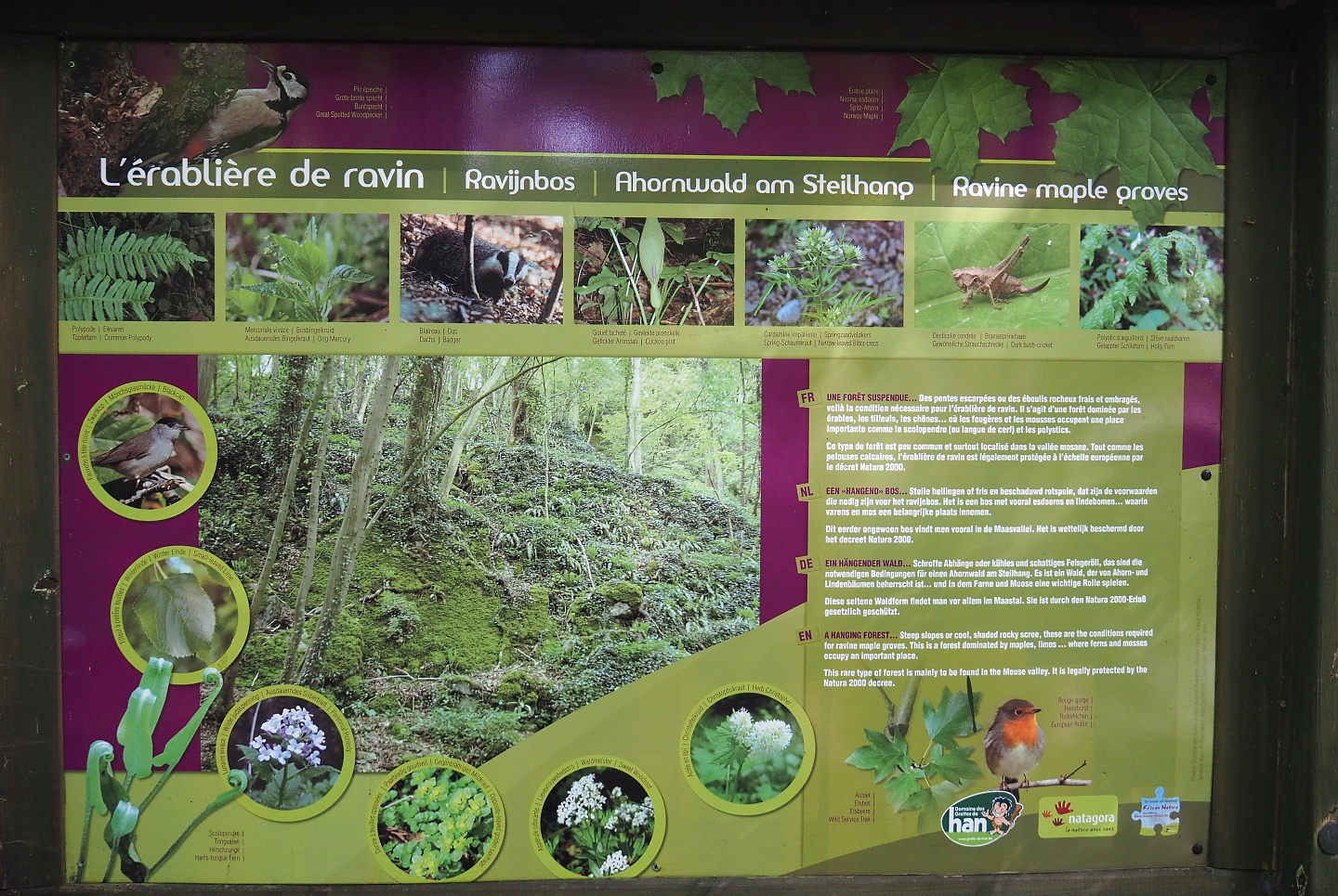 Local habitats signage - Ravine forests, 2021-08-15