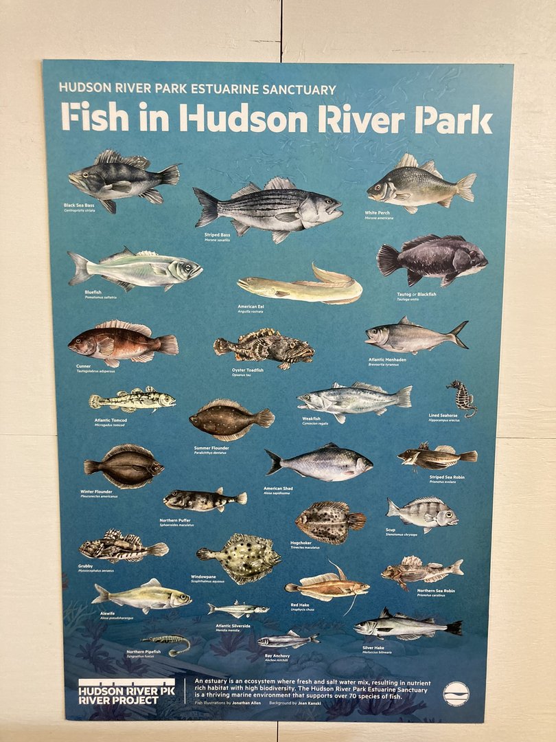 Local Hudson River Species Documentation