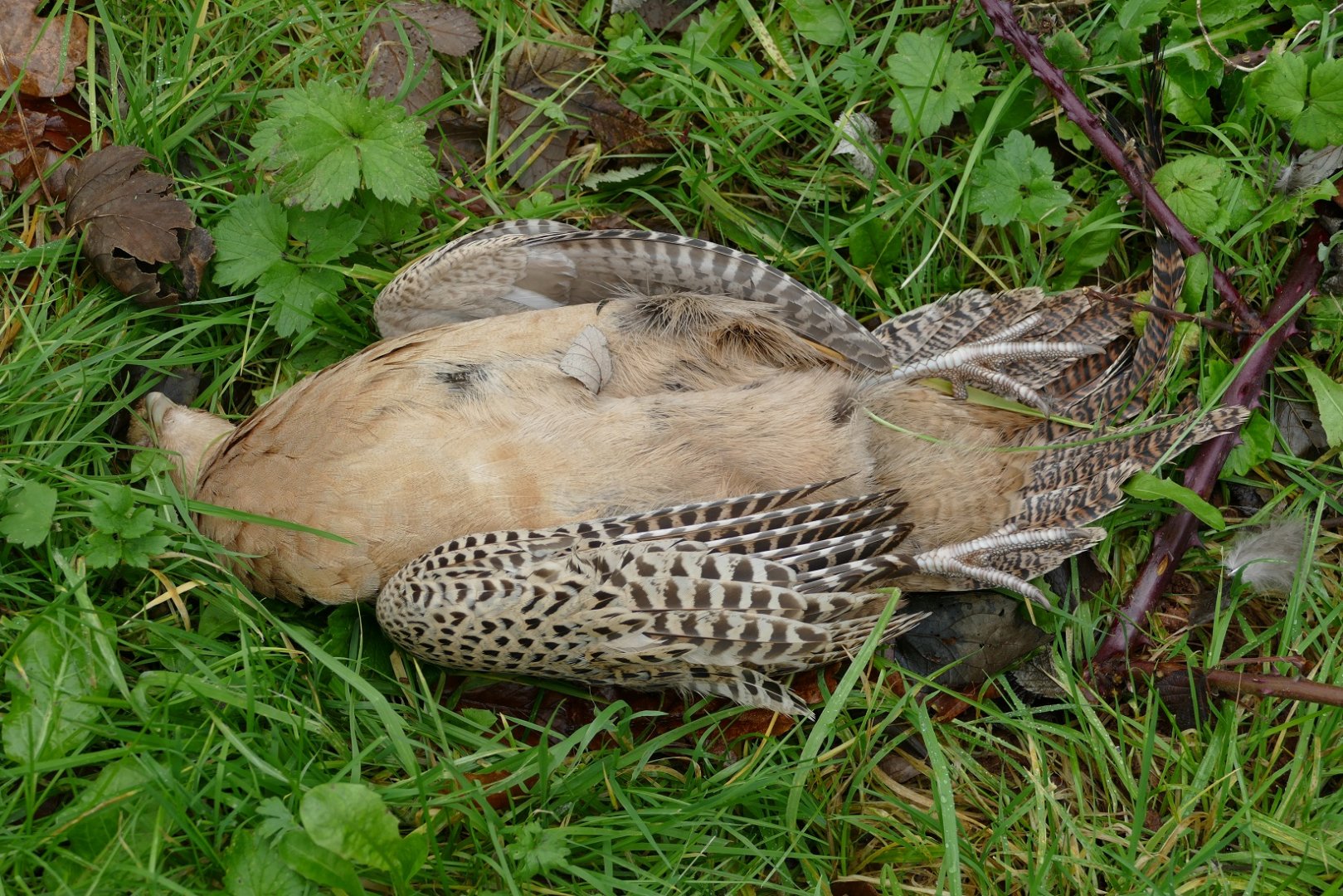 Local road kill, January 2021