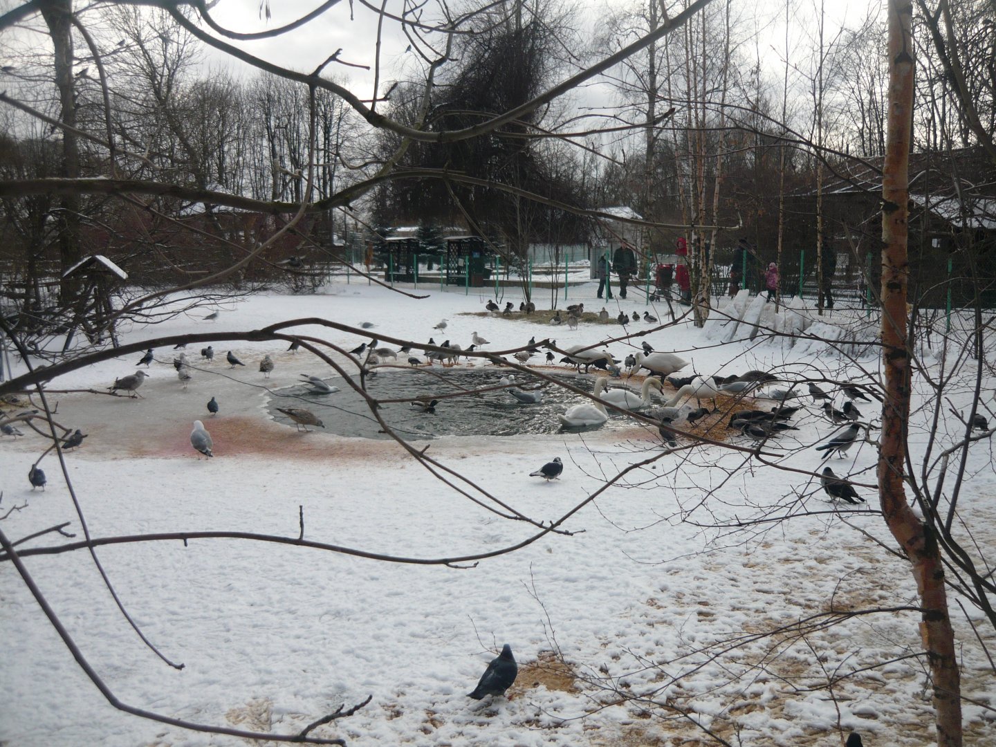 Local seagulls, crows and pigeons are feeding in the waterfowl enclosure