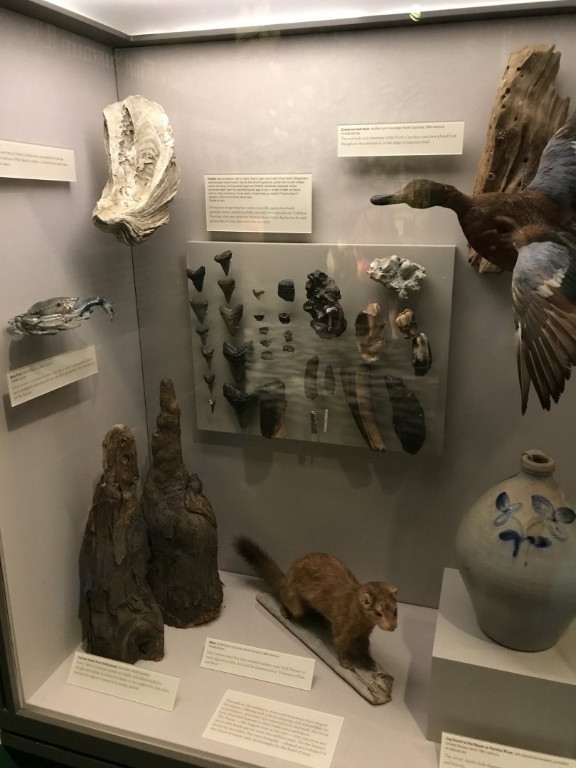 Local Wildlife Display at North Carolina History Center in New Bern