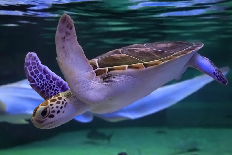 L'Oceanogràfic Valencia - Sea turtle ID