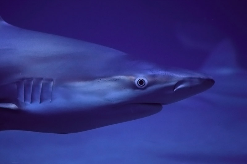 L'Oceanogràfic Valencia - Shark ID