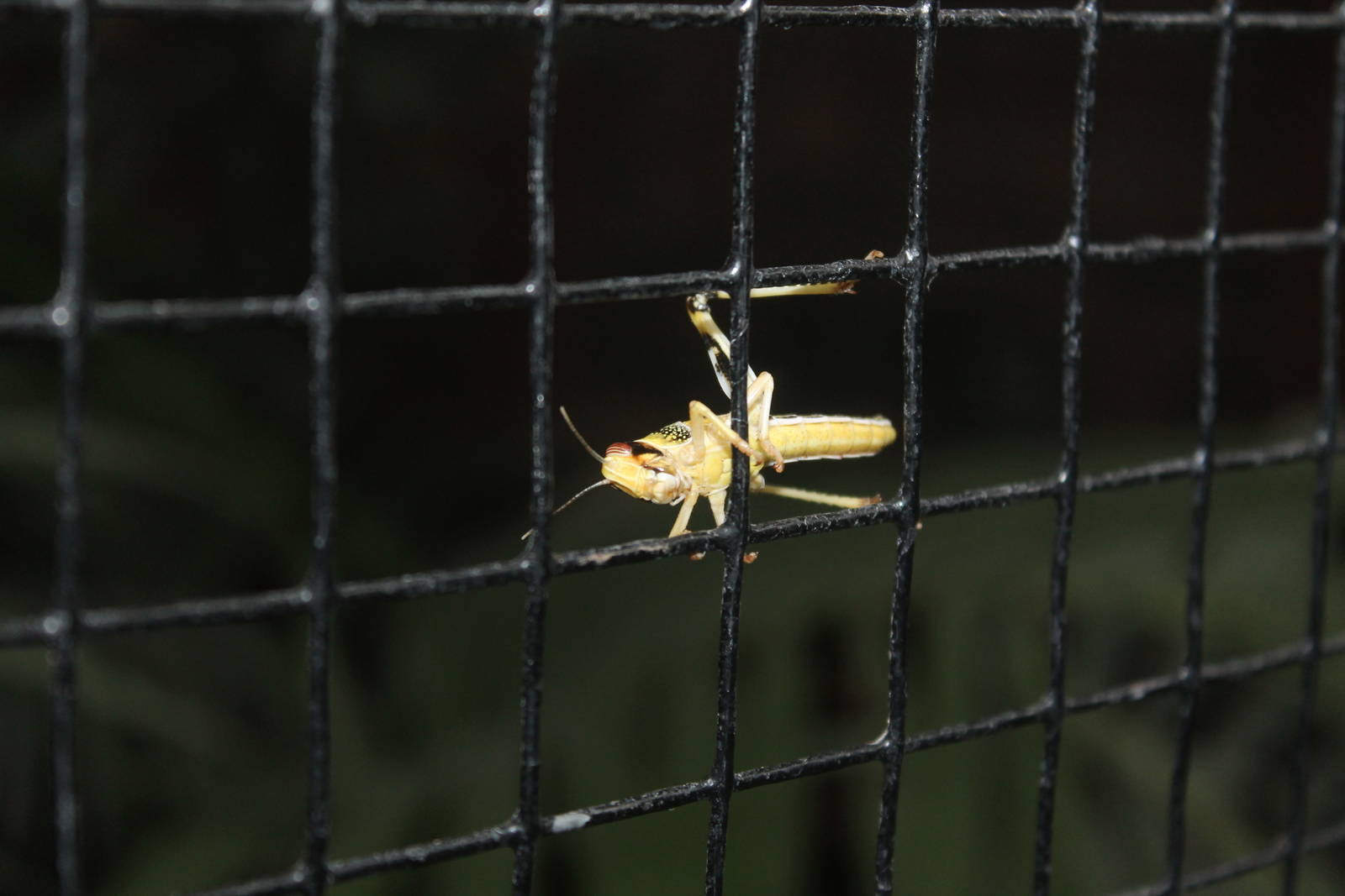 Locust Chester Zoo 14th March 2013