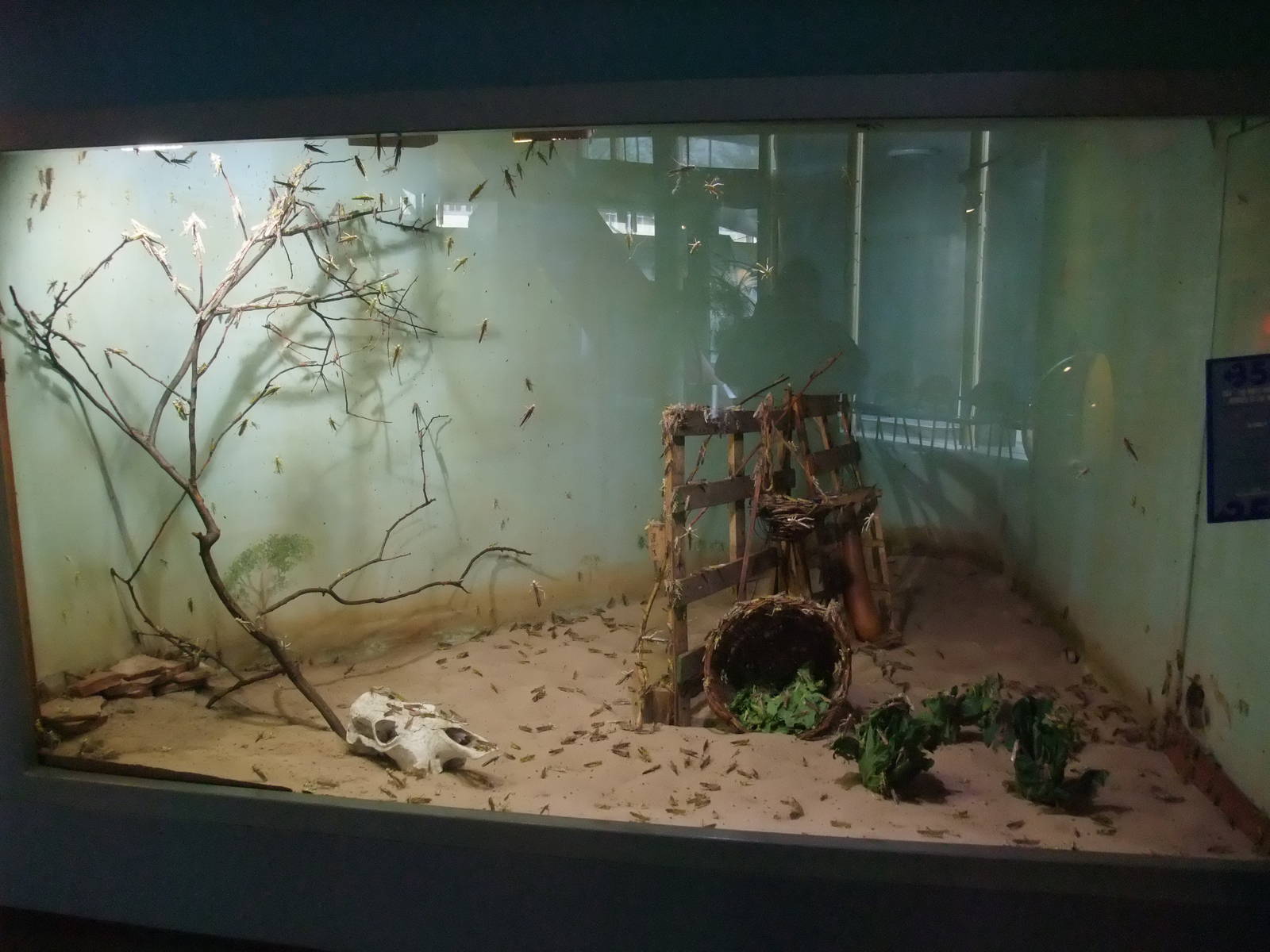 Locust Exhibit at London, 16/11/11