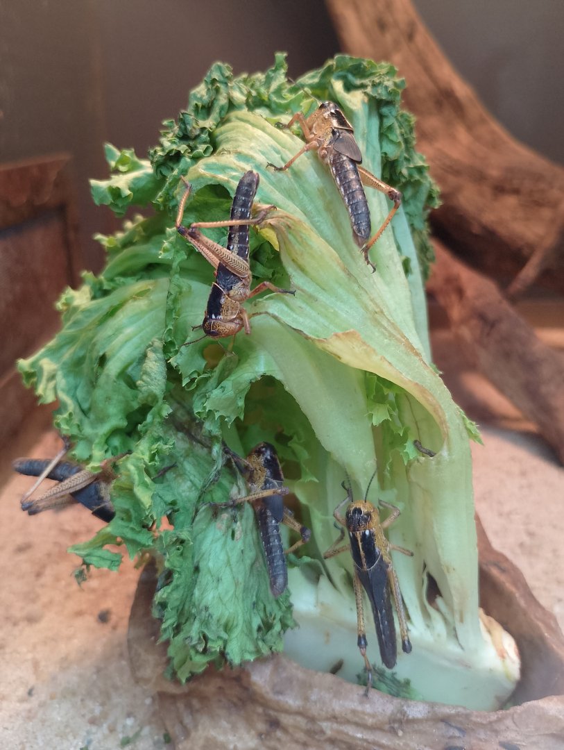 Locust ID?