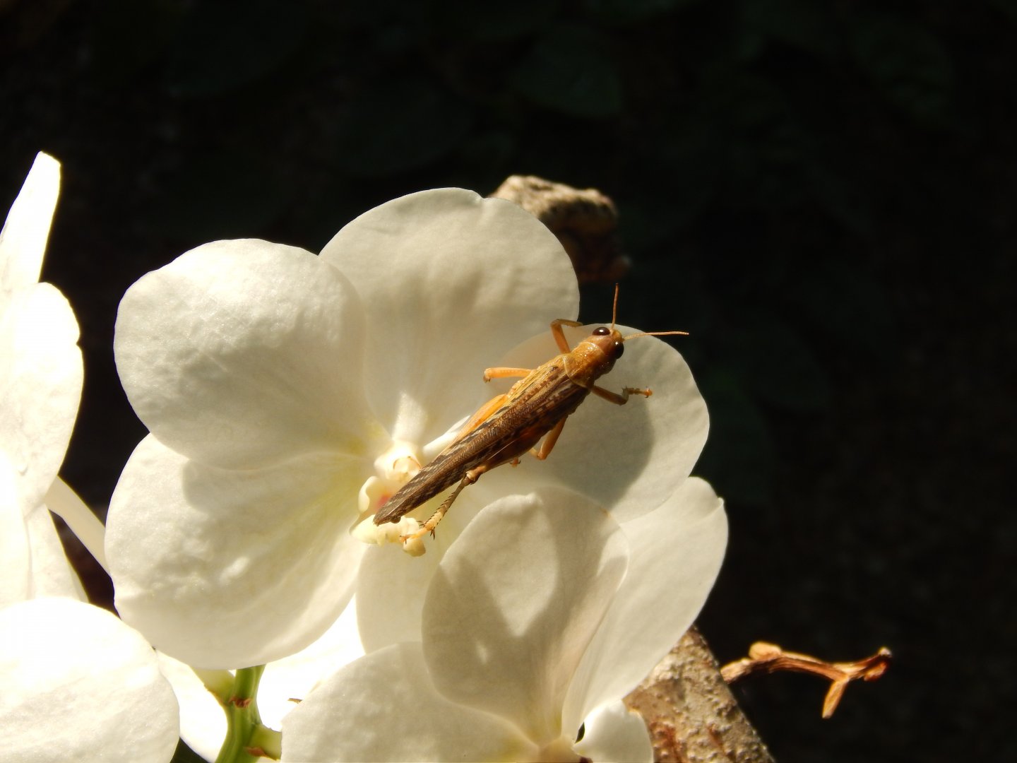 Locust in Monsoon Forest