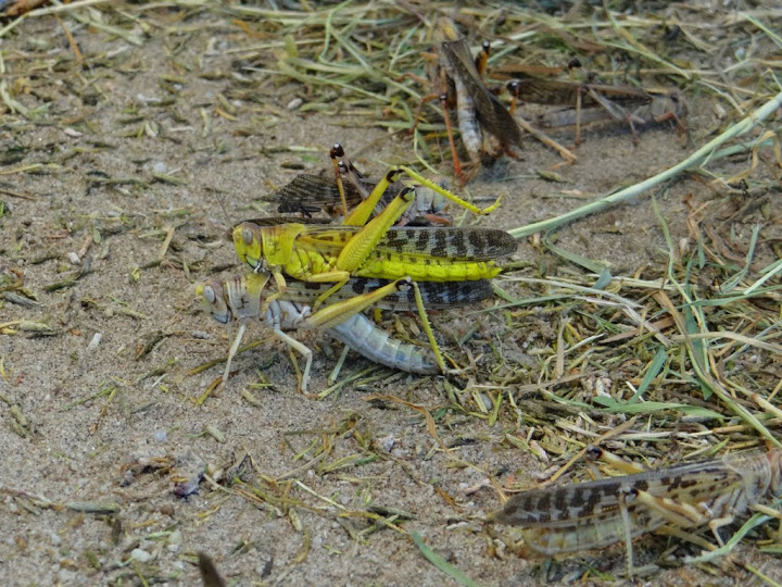 Locusta migratoria