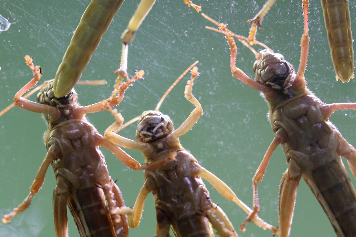 Locusts at ZSL London Zoo 2/11/2018