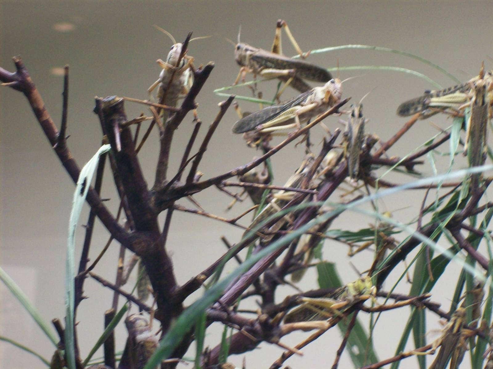 locusts exhibit