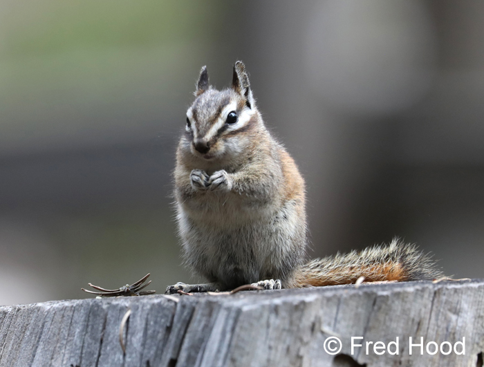 lodgepole chipmunk (wild)