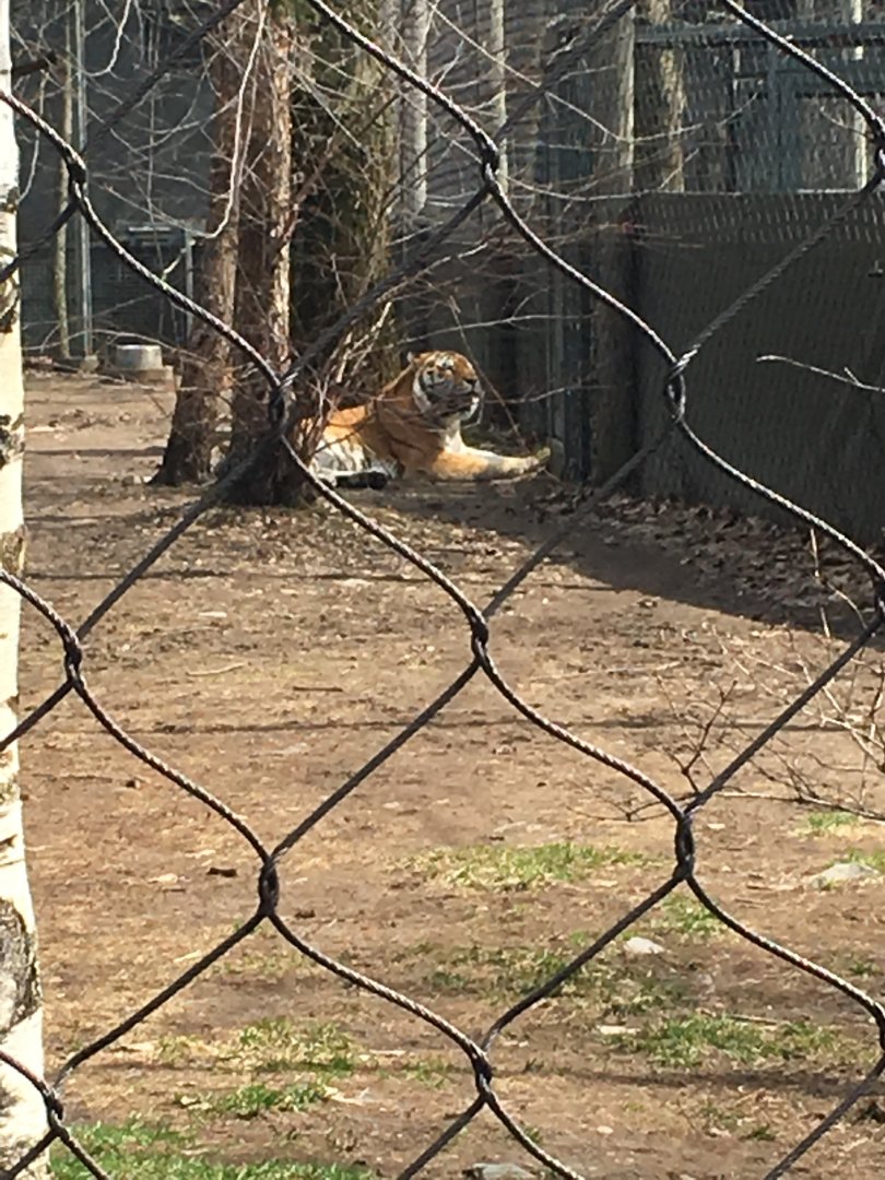 L'oeil du Tigre - Siberian Tiger