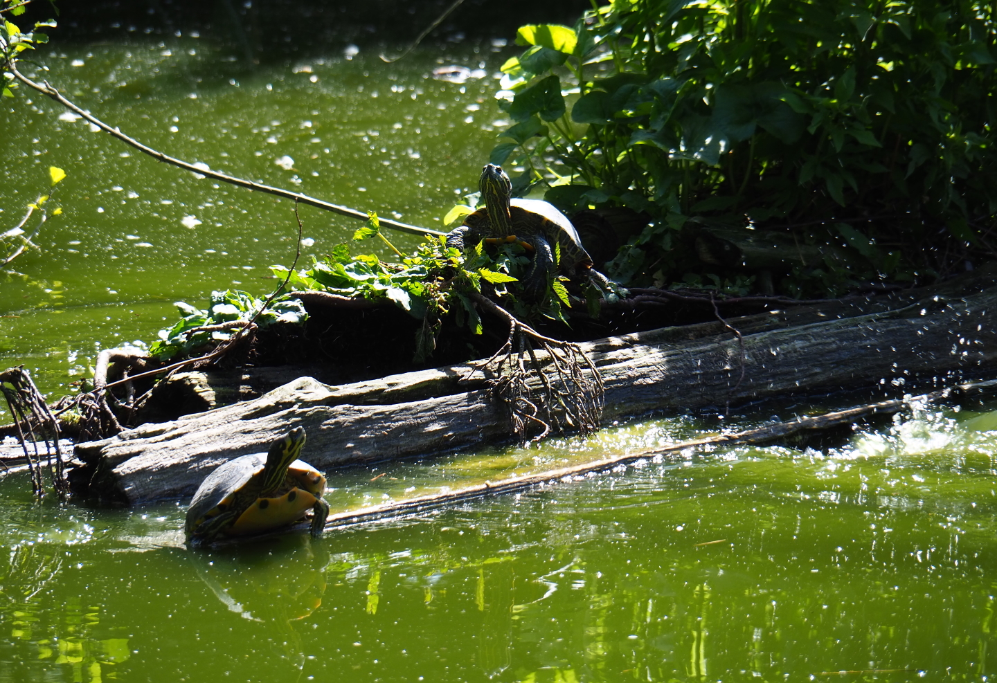 Log island with yellow-bellied sliders in the flamingo and crane pond, 2019-06-01