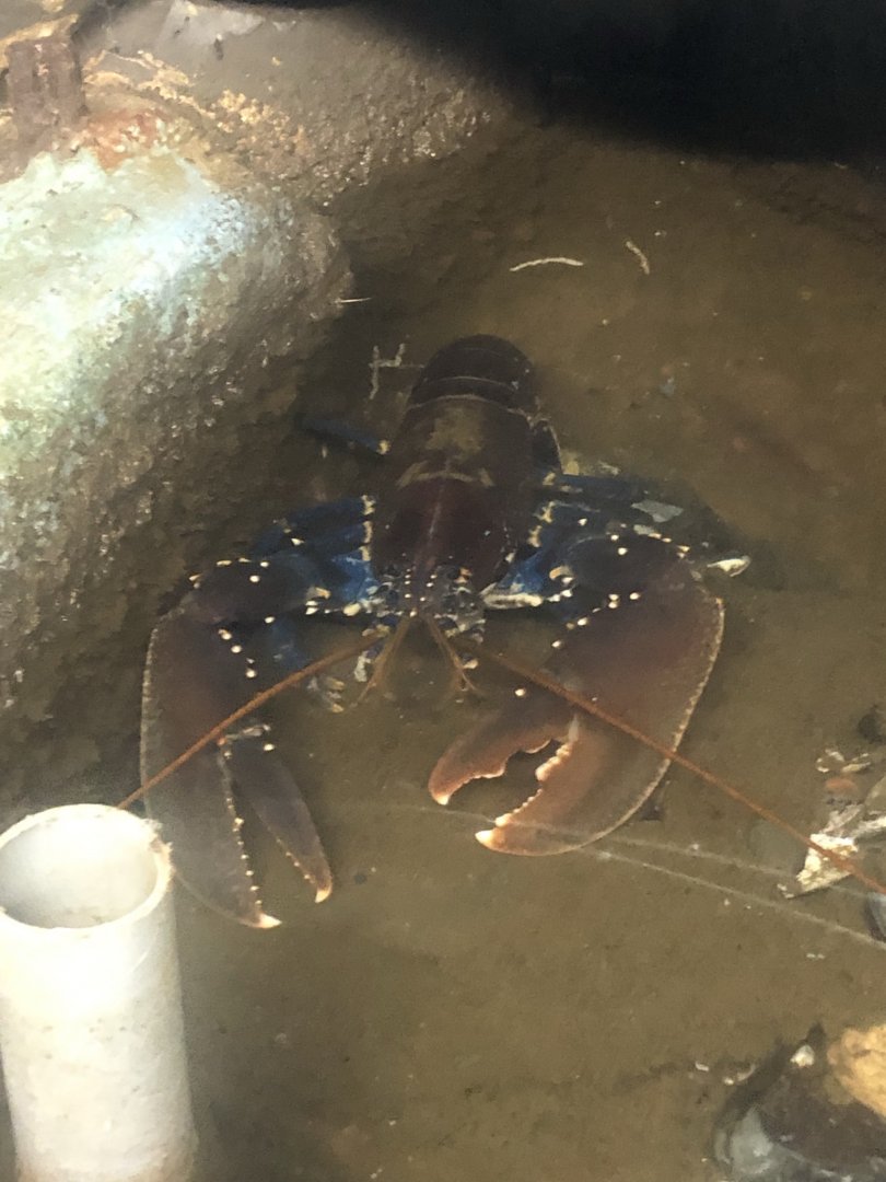 Logan fish pond - Lobster