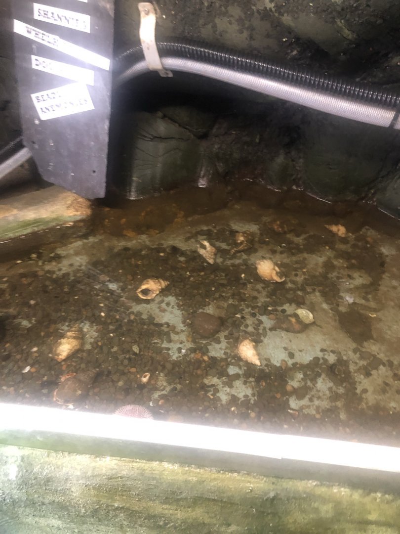 Logan fish pond - Shanny and plaice tank