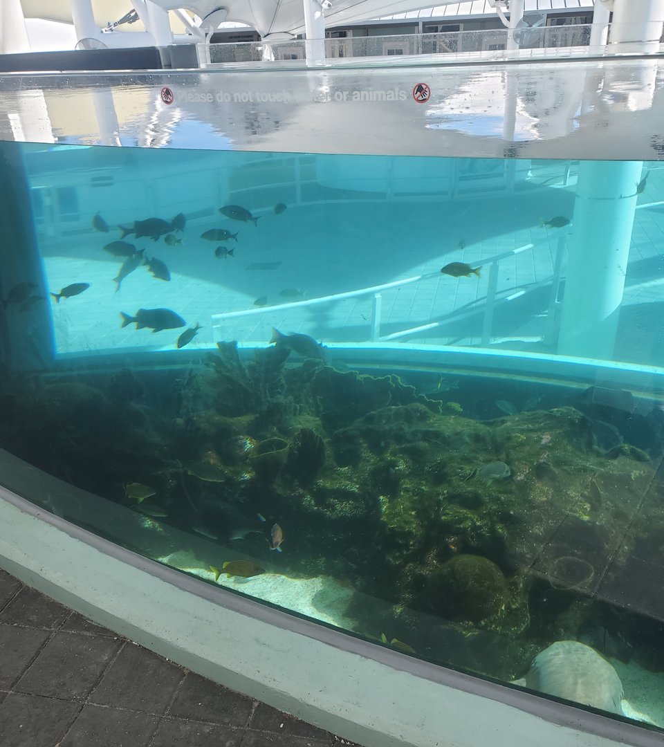 Loggerhead Center (2022) - Fish tank