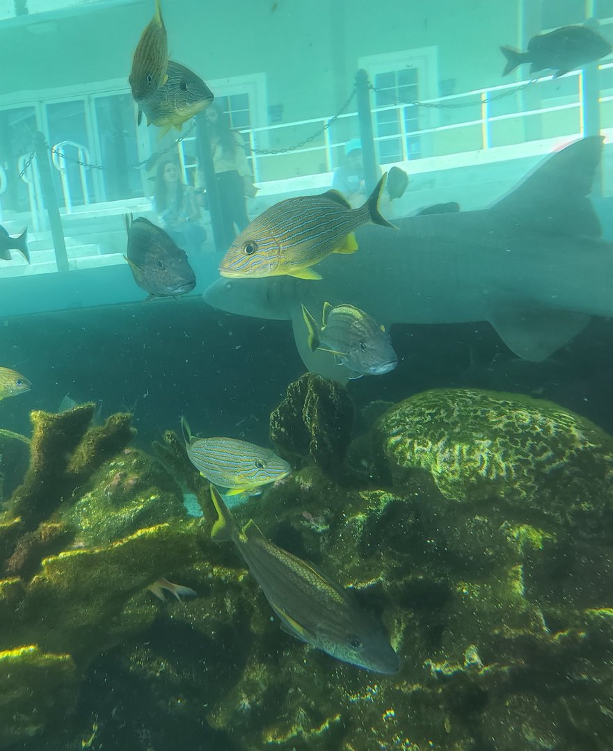 Loggerhead Center (2022) - Nurse Shark and other fish