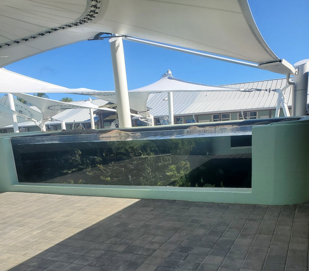 Loggerhead Center (2022) - Outdoor fish tank