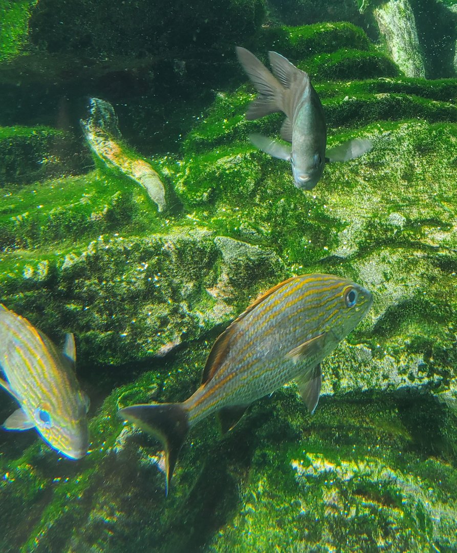 Loggerhead Center (2022) - Tropical fish