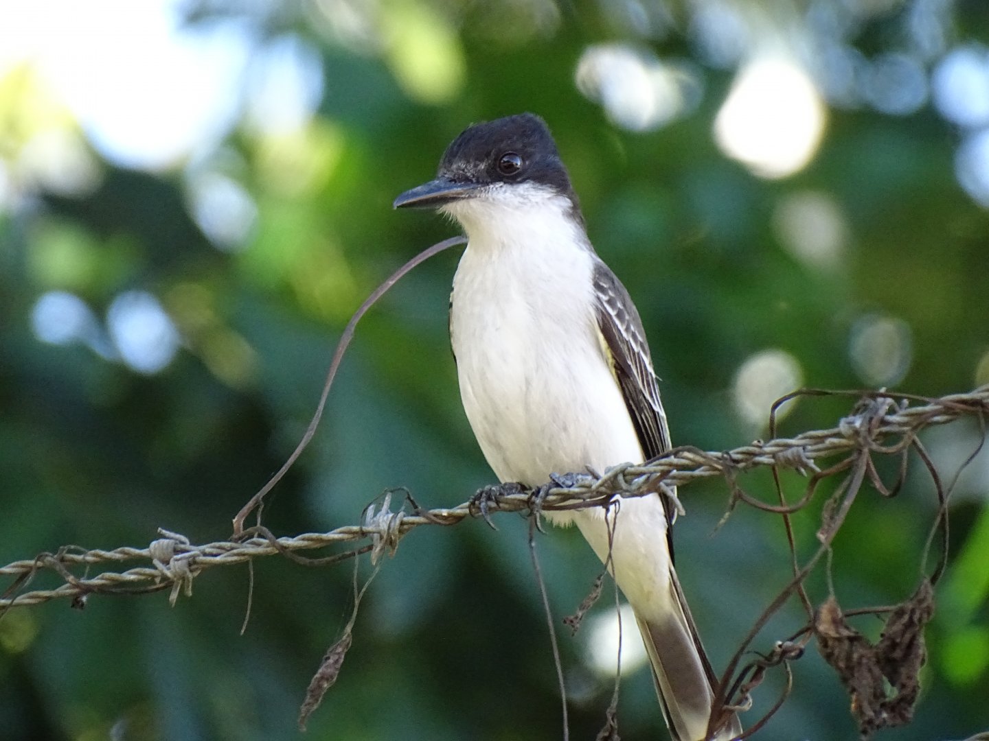Loggerhead kingbird (Tyrannus caudifasciatus) Wild in Jamaica