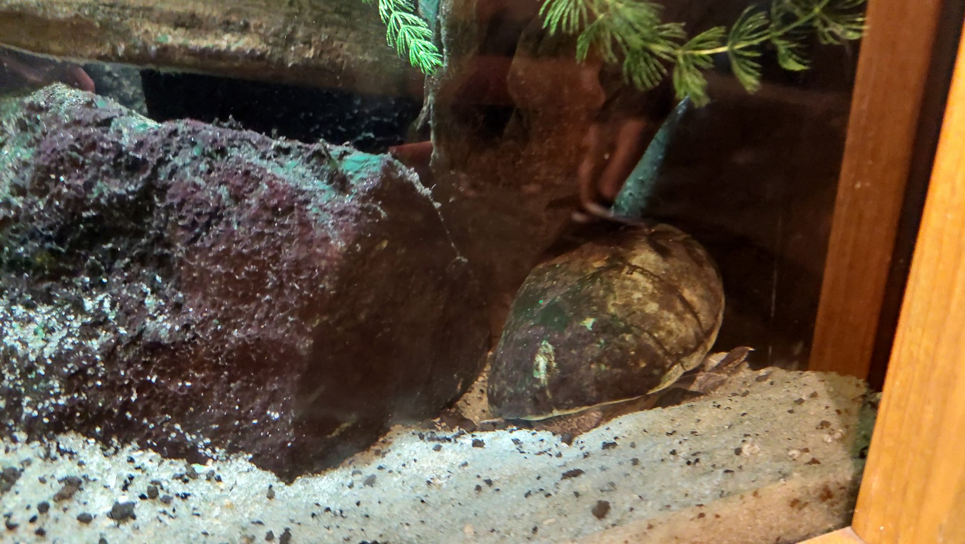 Loggerhead musk turtle (Sternotherus minor)