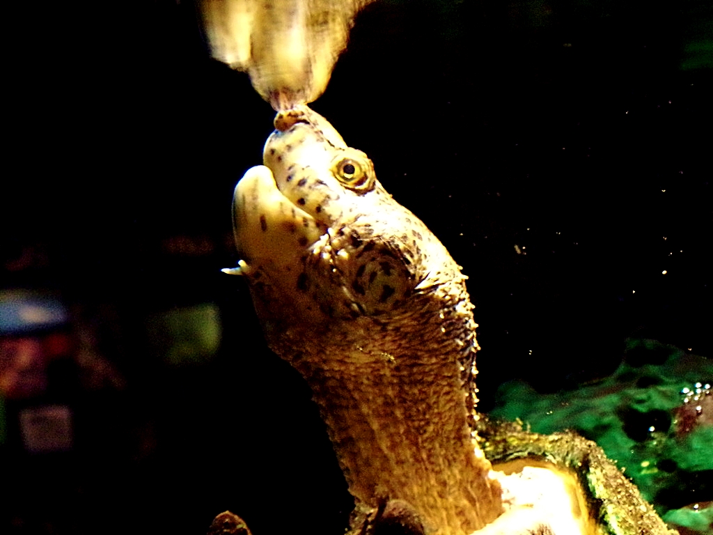 Loggerhead Musk Turtle