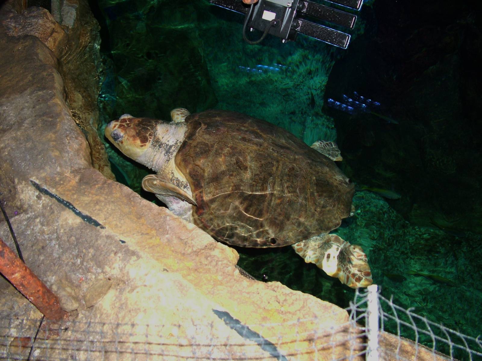 Loggerhead Sea Turtle at Brighton SeaLife Centre 13/03/10
