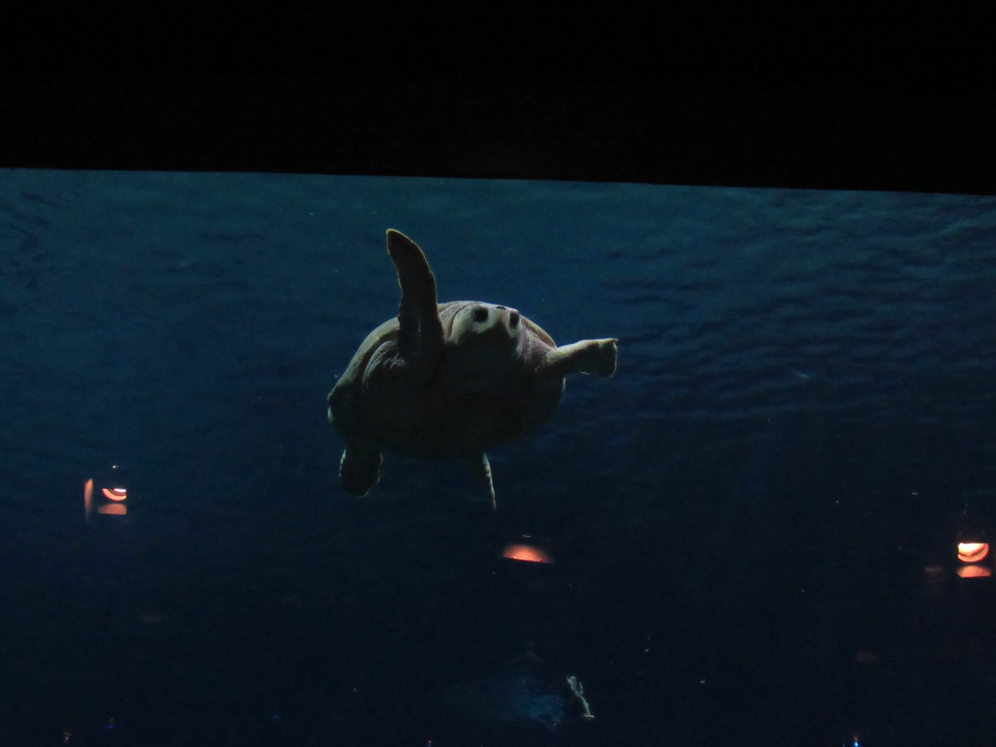 Loggerhead Sea Turtle, Bob