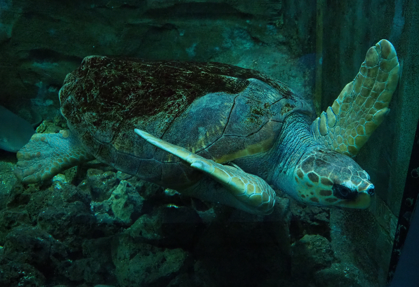 Loggerhead sea turtle (Caretta caretta), 2019-10-05