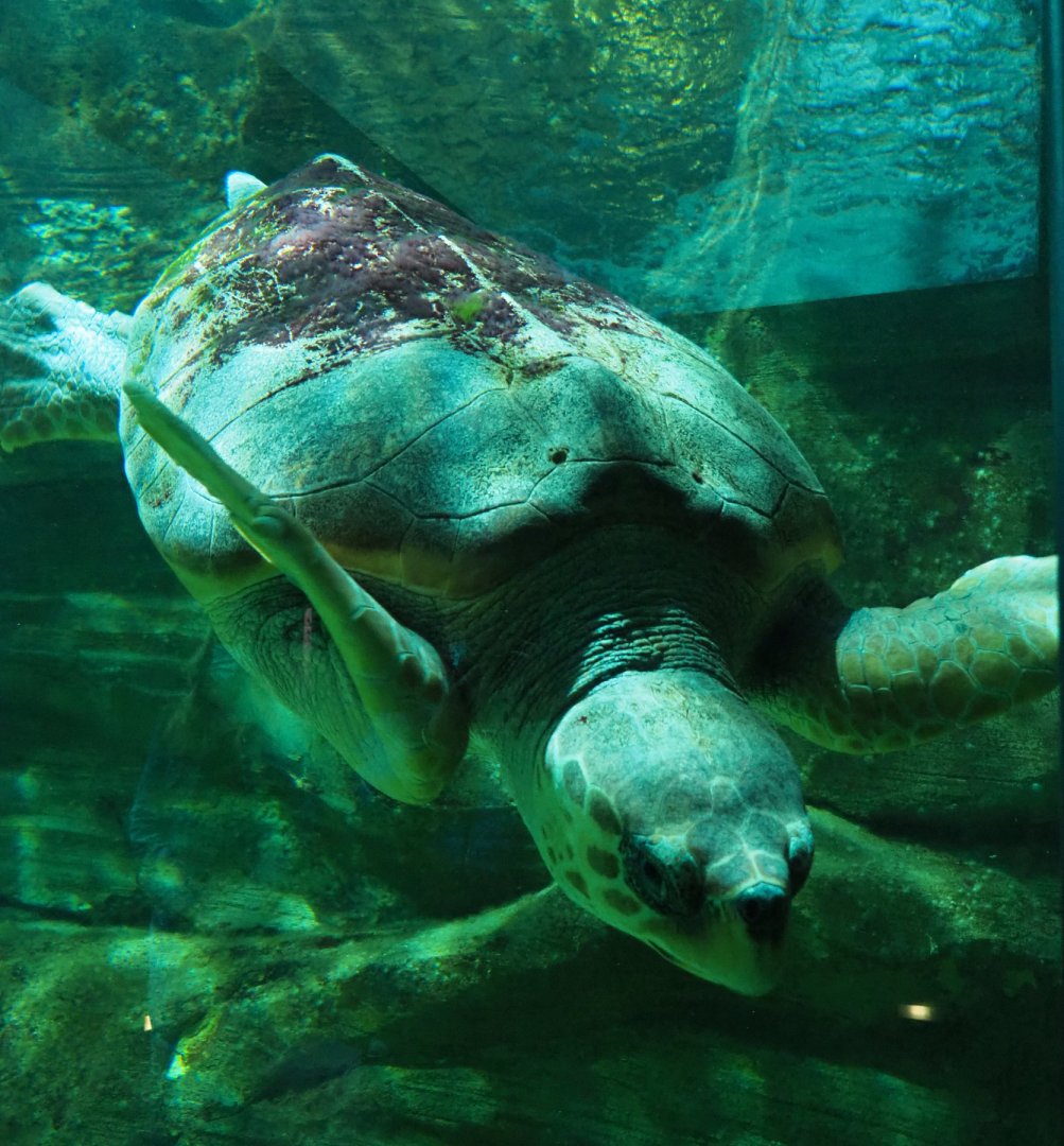 Loggerhead sea turtle (Caretta caretta), 2020-09-03