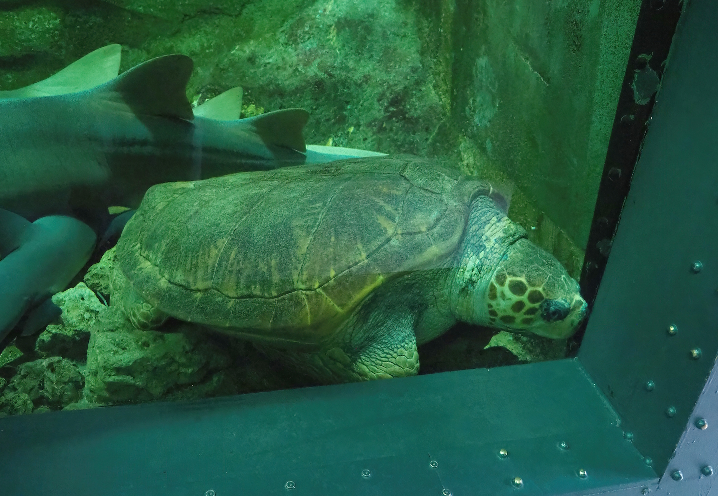 Loggerhead sea turtle (Caretta caretta), 2023-05-15