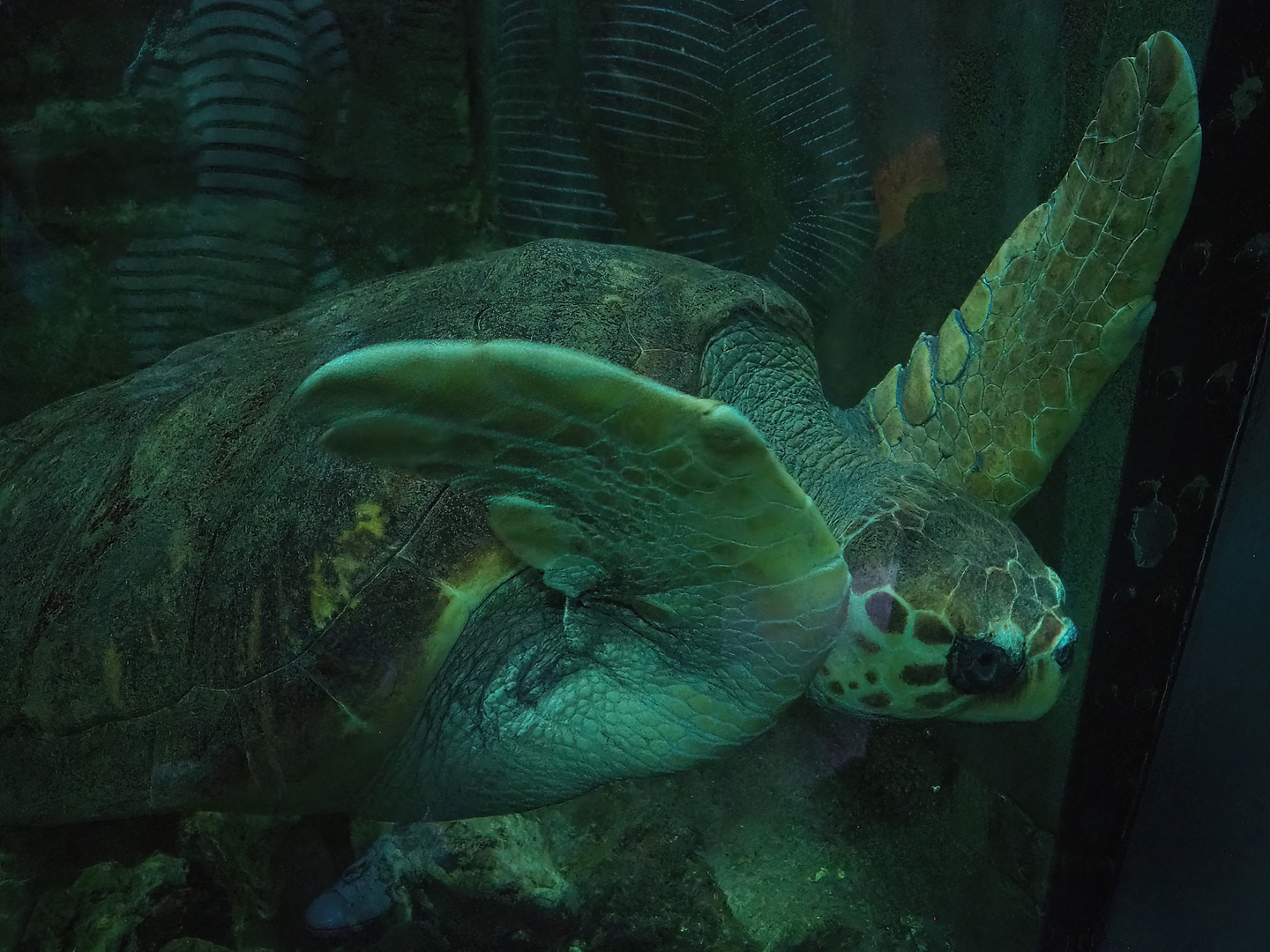 Loggerhead sea turtle (Caretta caretta), 2023-10-13