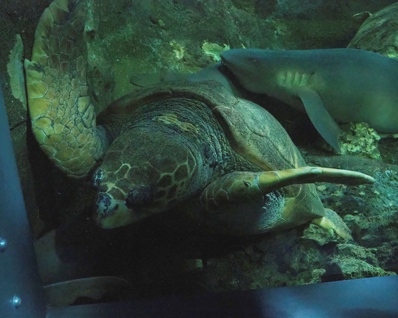 Loggerhead sea turtle (Caretta caretta), 2023-10-13