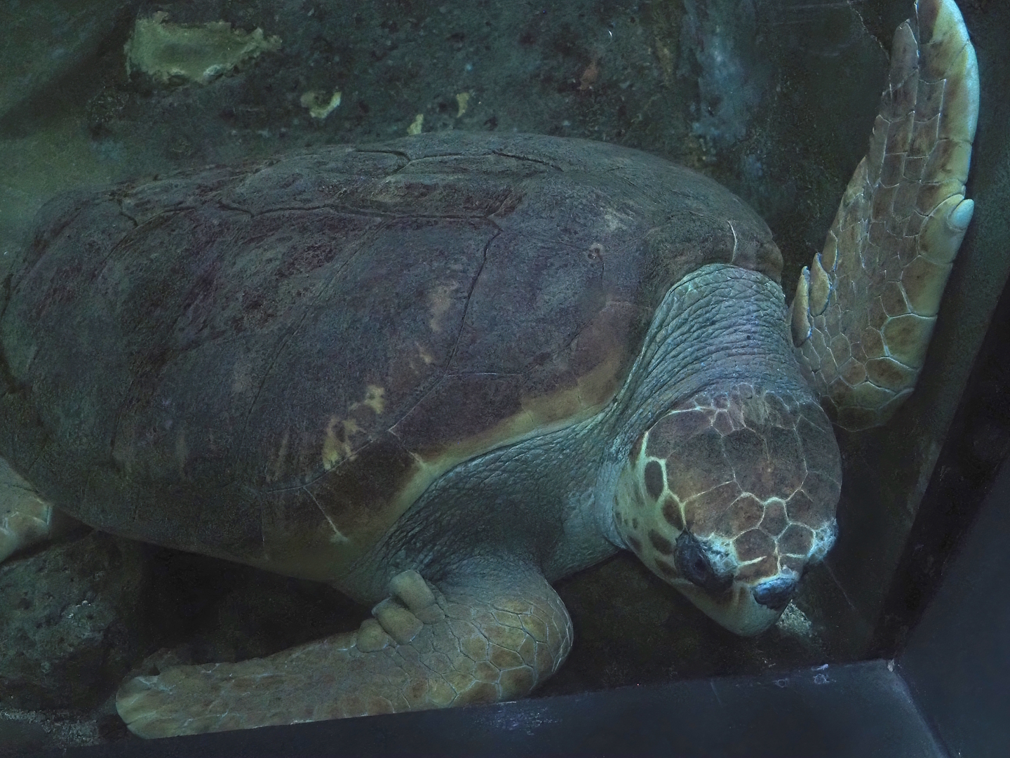Loggerhead sea turtle (Caretta caretta), 2024-09-17