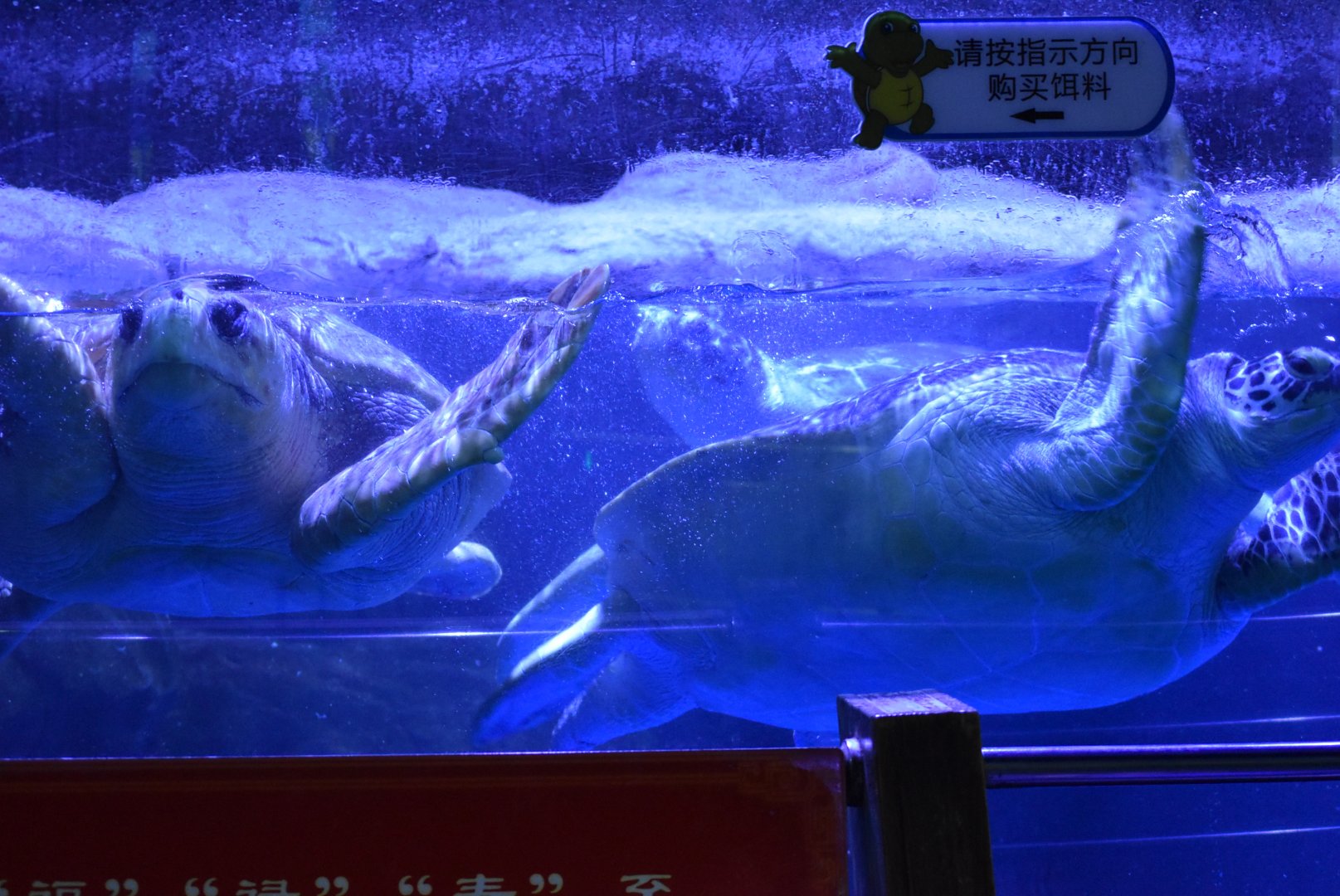 Loggerhead Sea Turtle (Caretta caretta) and Green Sea Turtle (Chelonia mydas)