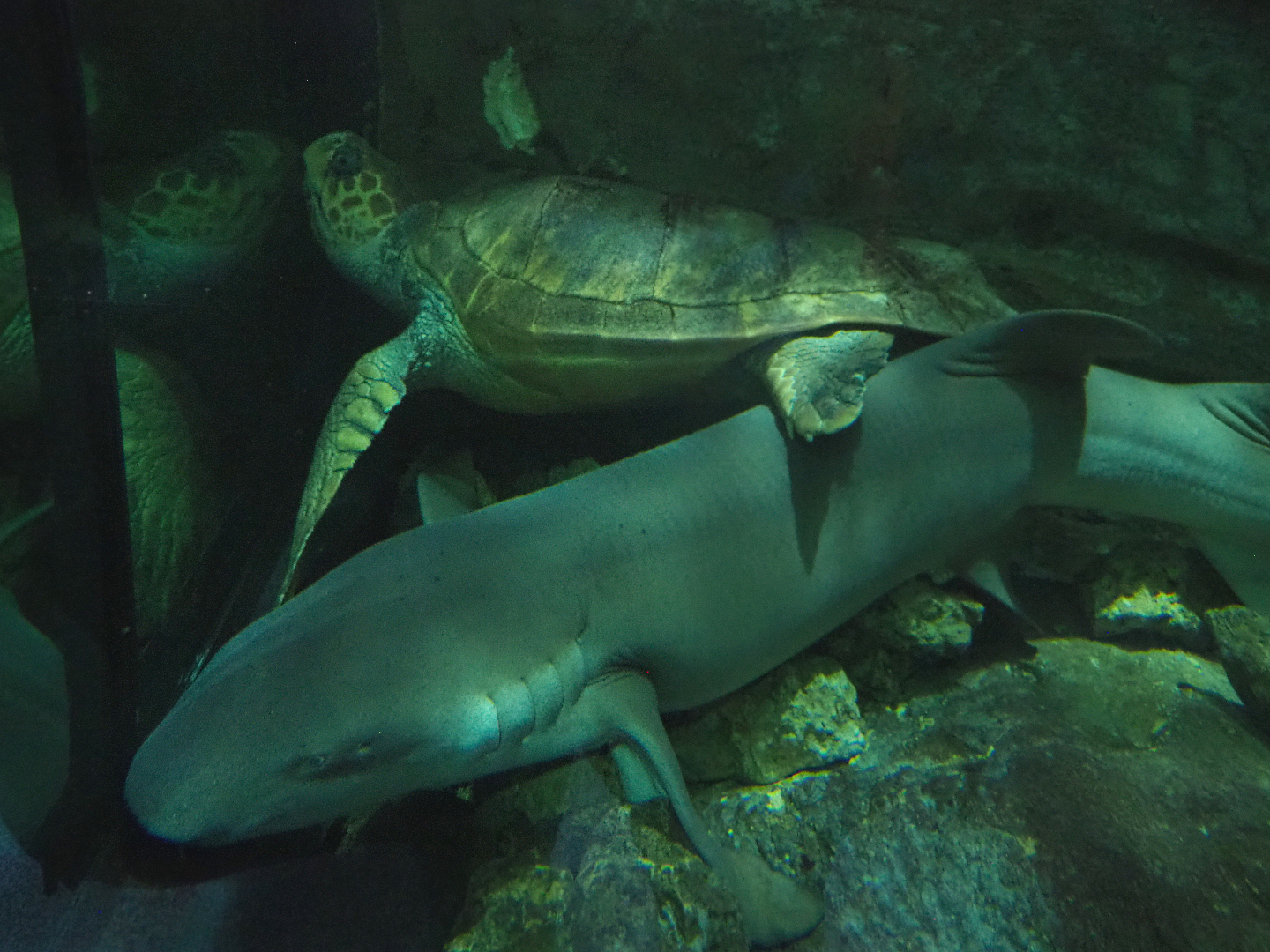 Loggerhead sea turtle (Caretta caretta) and Tawny nurse shark (Nebrius ferrugineus), 2022-09-14