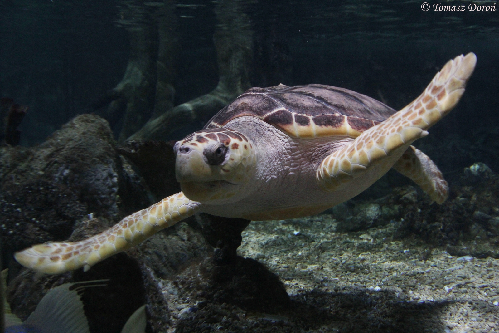 Loggerhead Sea Turtle (Caretta caretta), female, February 2016