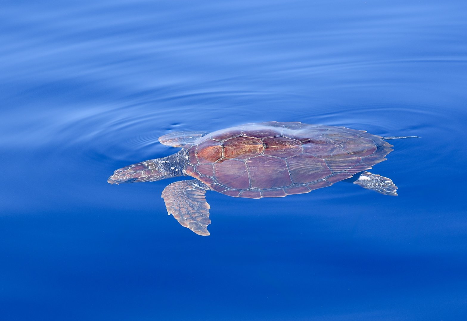 Loggerhead Sea Turtle (Caretta caretta) juvenile