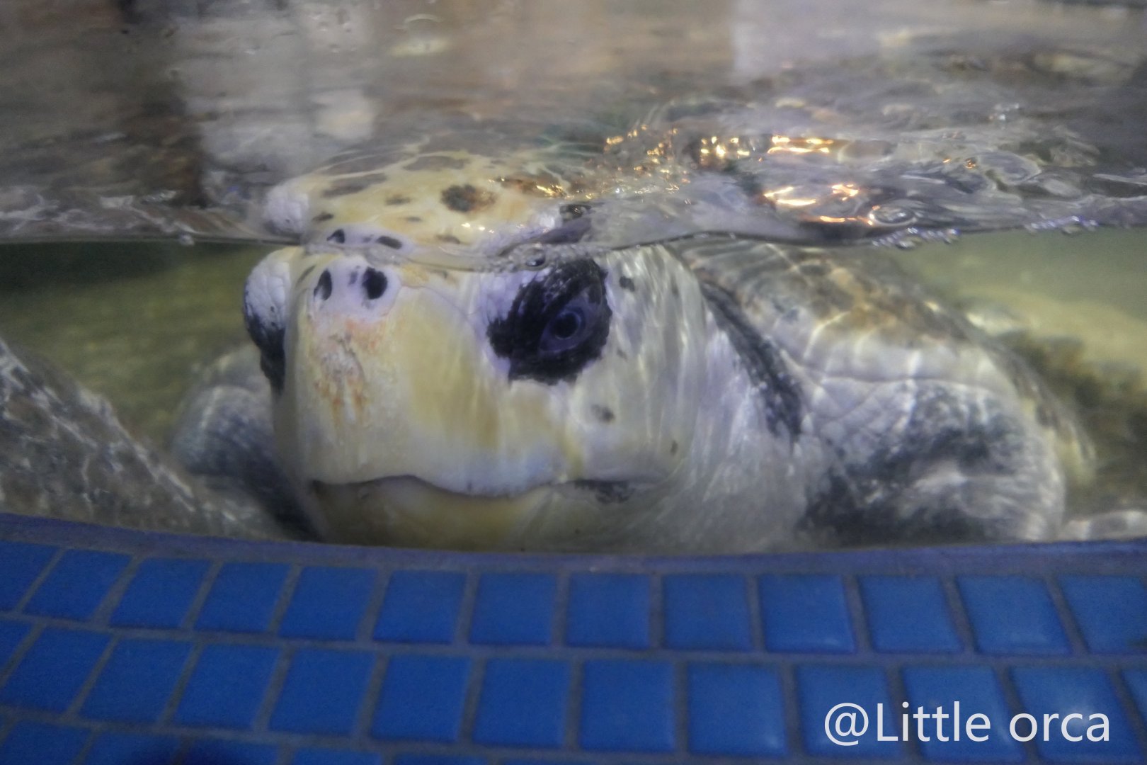 Loggerhead Sea Turtle（Caretta caretta）