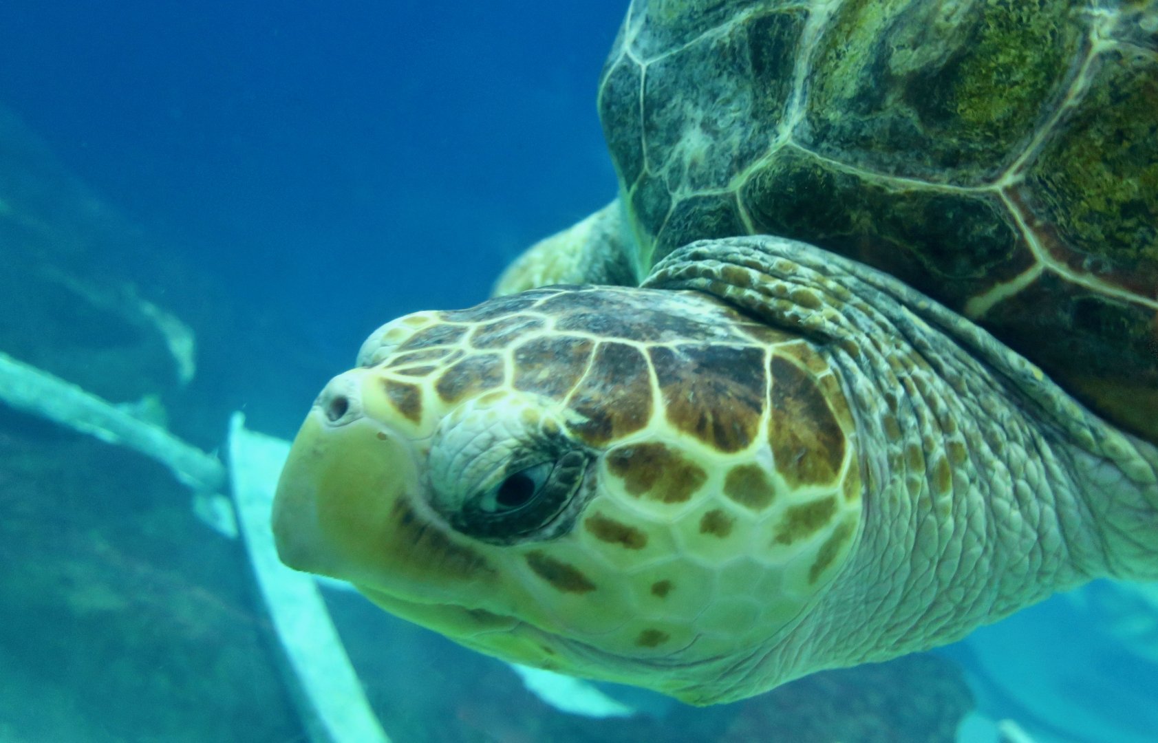 Loggerhead Sea Turtle (Caretta caretta)