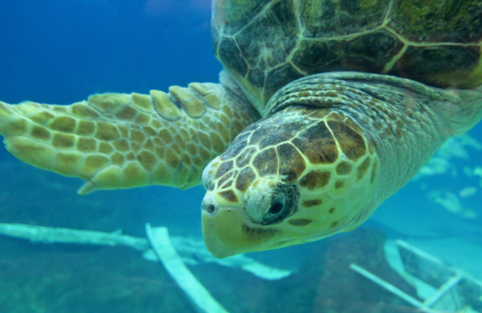 Loggerhead Sea Turtle (Caretta caretta)