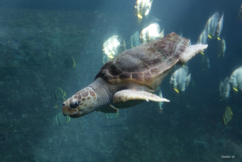 Loggerhead sea turtle (Caretta caretta)