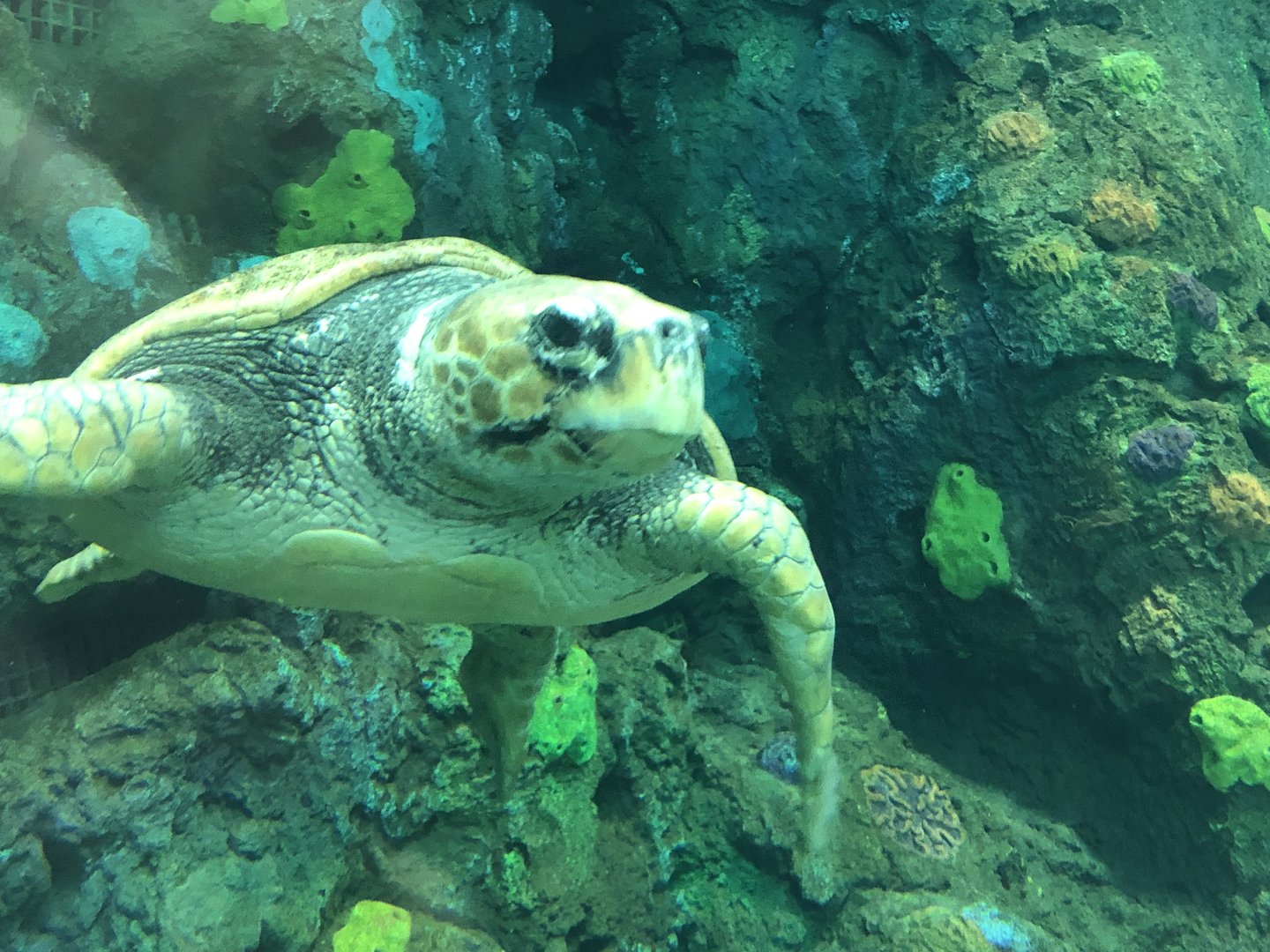 Loggerhead sea turtle, Caretta caretta