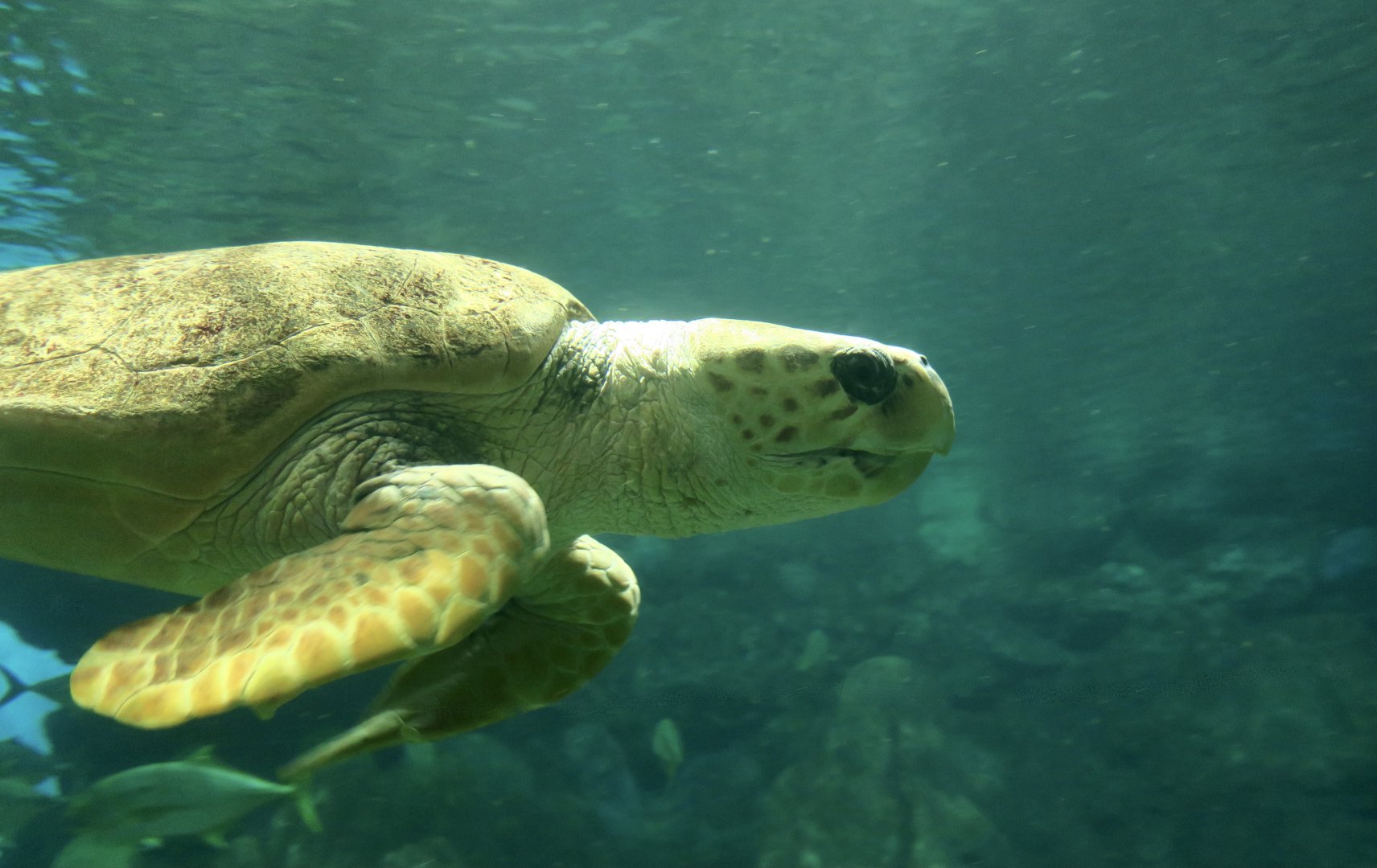 Loggerhead Sea Turtle (Caretta caretta)
