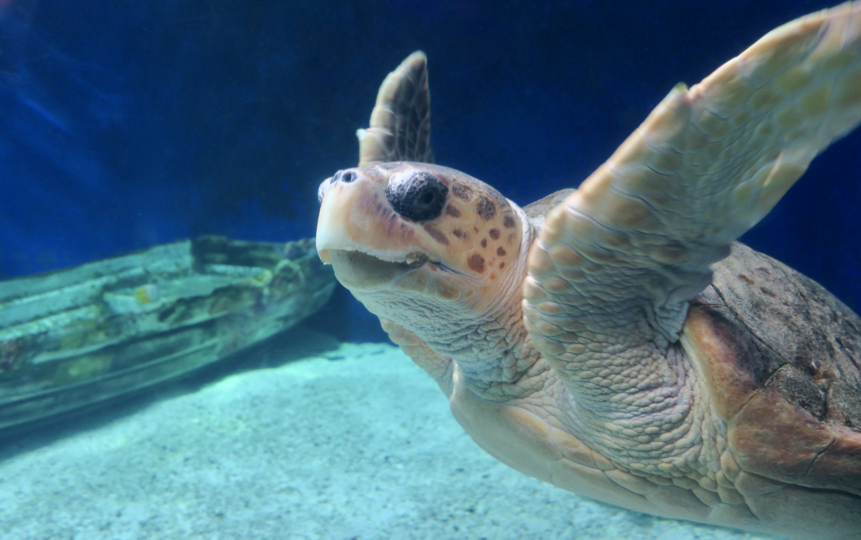 Loggerhead Sea Turtle (Caretta caretta)